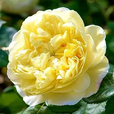 Саженцы роз ЧАРЛЬЗ ДАРВИН английская  Саженцы роз ЧАРЛЬЗ ДАРВИН английская в Королеве