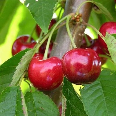 Черешня 15-26-5  Черешня 15-26-5 в Королеве