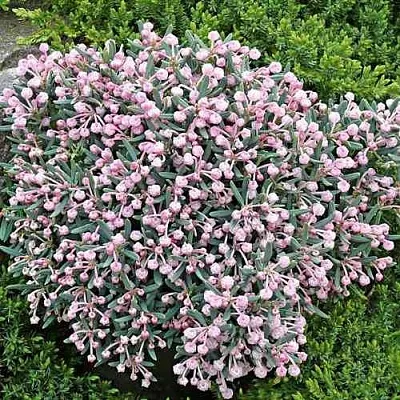 Андромеда БЛЮ АЙС многолистная  Андромеда БЛЮ АЙС многолистная в Королеве