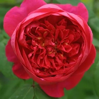 Саженцы роз БЕНДЖАМИН БРИТТЕН шраб  Саженцы роз БЕНДЖАМИН БРИТТЕН шраб в Королеве