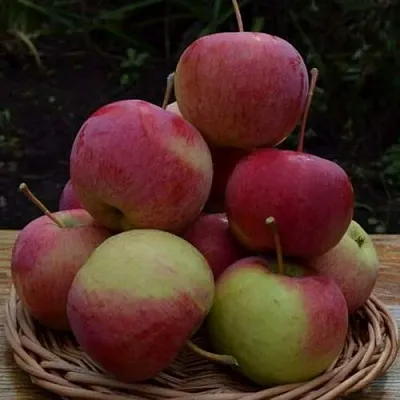 Яблоня РОДНИКОВАЯ  Яблоня РОДНИКОВАЯ в Королеве