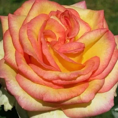 Саженцы роз АМАЗОНКА чайно-гибридная в Королеве