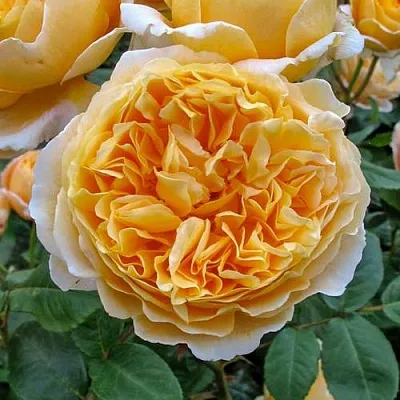 Саженцы роз БЕАТРИС английская  Саженцы роз БЕАТРИС английская в Королеве