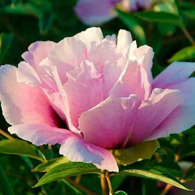 Пион ВРАТА ХРАМА древовидный  в Королеве