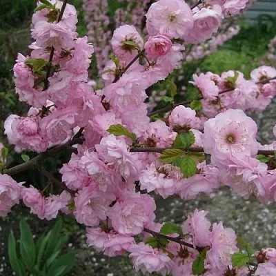 Миндаль ТРЁХЛОПАСТНЫЙ (луизеания) в Королеве