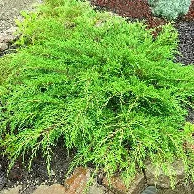 Микробиота ЯКОБСЕН перекрестнопарная в Королеве