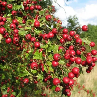 Боярышник ЗБИГНЕВ  Боярышник ЗБИГНЕВ в Королеве