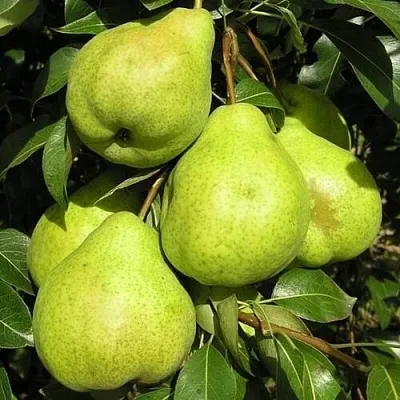 Груша АВГУСТОВСКАЯ РОСА  Груша АВГУСТОВСКАЯ РОСА в Королеве