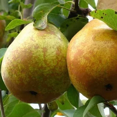 Груша БЕЛОРУСКА  Груша БЕЛОРУСКА в Королеве