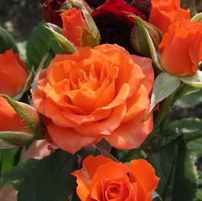 Саженцы роз АЛЕГРИЯ спрей  Саженцы роз АЛЕГРИЯ спрей в Королеве