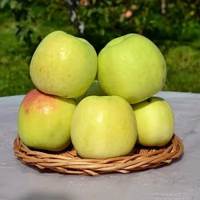 Яблоня БИРСКОЕ ГРУШЕВОЕ (БИЧИК)  Яблоня БИРСКОЕ ГРУШЕВОЕ (БИЧИК) в Королеве