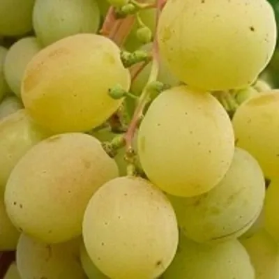 Виноград ТАЛИСМАН в Королеве