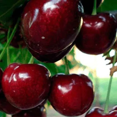 Черешня ВАСИЛИСА  Черешня ВАСИЛИСА в Королеве