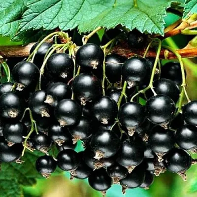 Смородина черная АТЛАНТ  Смородина черная АТЛАНТ в Королеве