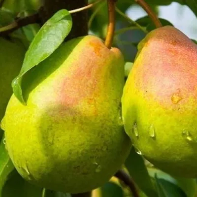 Груша ФЛЕЙТА — описание сорта Груша ФЛЕЙТА в Королеве