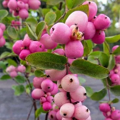 Снежноягодник ФИЕСТА БЕРРИ доренбоза  Снежноягодник ФИЕСТА БЕРРИ доренбоза в Королеве