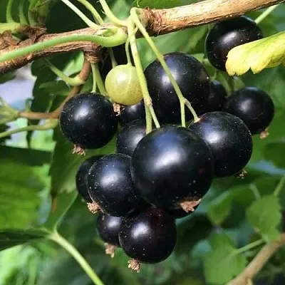 Смородина чёрная ДАБРАДЗЕЯ  Смородина чёрная ДАБРАДЗЕЯ в Королеве