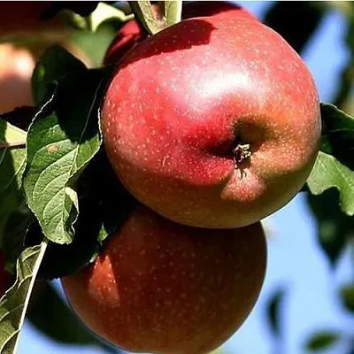 Яблоня АНТЕЙ КИЕВСКИЙ колонновидная  Яблоня АНТЕЙ КИЕВСКИЙ колонновидная в Королеве