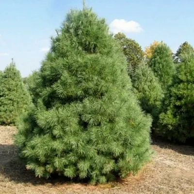 Сосна ВЕЙМУТОВА в Королеве