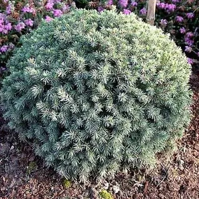 Ель ЭХИНИФОРМИС сизая  Ель ЭХИНИФОРМИС сизая в Королеве