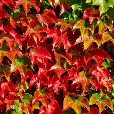 Девичий виноград тройчатый ВИЧИ  Девичий виноград тройчатый ВИЧИ в Королеве