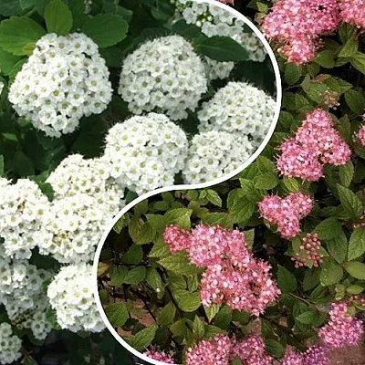 Комплект ТАЛАНТЛИВЫЙ САДОВОД в Королеве