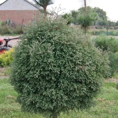 Туя вересковидная в Королеве