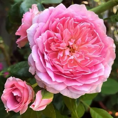 Саженцы роз ФРАНЦУЗСКОЕ ПЛАТЬЕ японская в Королеве