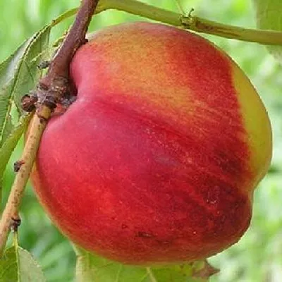 Нектарин СТАРК РЕД ГОЛД в Королеве