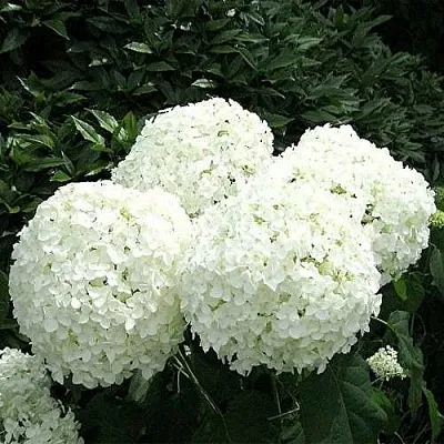 Гортензия АННАБЕЛЬ древовидная  Гортензия АННАБЕЛЬ древовидная в Королеве