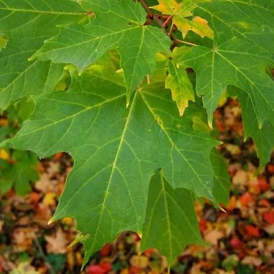 Клен сахарный  Клен сахарный в Королеве