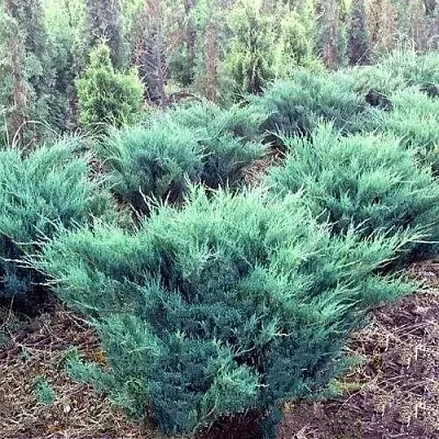 Можжевельник БЛЮ ДАНУБ казацкий в Королеве