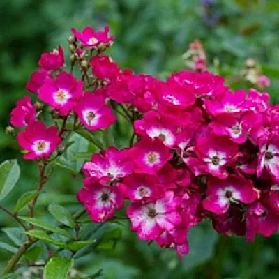 Саженцы роз МАРДЖОРИ ФЕЙР полиантовая  Саженцы роз МАРДЖОРИ ФЕЙР полиантовая в Королеве