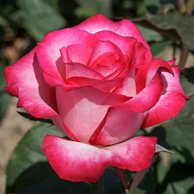 Саженцы роз ХАЙЛЕНДЕР чайно-гибридная в Королеве