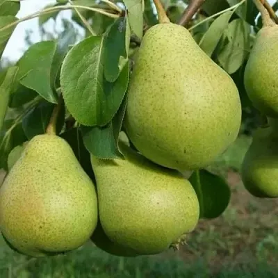Груша СВЕРДЛОВЧАНКА  Груша СВЕРДЛОВЧАНКА в Королеве