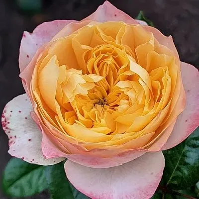 Саженцы роз ГОЛДЕН ВУВУЗЕЛА чайно-гибридная в Королеве