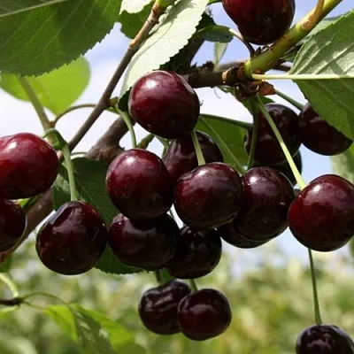 Вишня СВЕРДЛОВЧАНКА степная  Вишня СВЕРДЛОВЧАНКА степная в Королеве