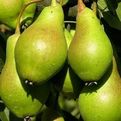 Груша АННУШКА  Груша АННУШКА в Королеве