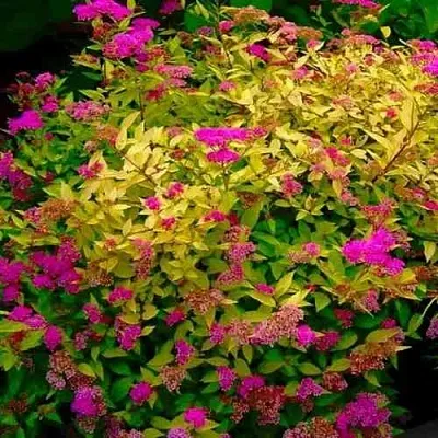 Спирея ГОЛДЕН ПРИНЦЕСС японская  Спирея ГОЛДЕН ПРИНЦЕСС японская в Королеве