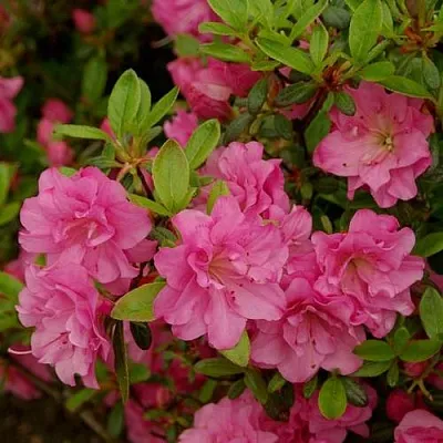 Азалия РОЗИНЕТТА японская  Азалия РОЗИНЕТТА японская в Королеве