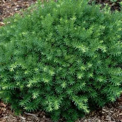 Тис ХИКСИ средний  Тис ХИКСИ средний в Королеве