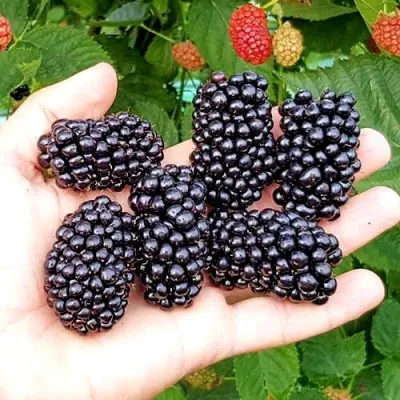 Ежевика ОУАЧИТА бесшипная — описание сорта Ежевика ОУАЧИТА бесшипная в Королеве