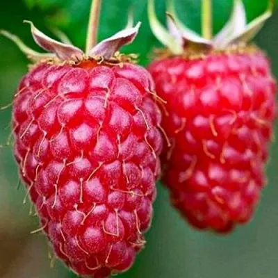 Саженцы малины Бриллиантовая Саженцы малины Бриллиантовая