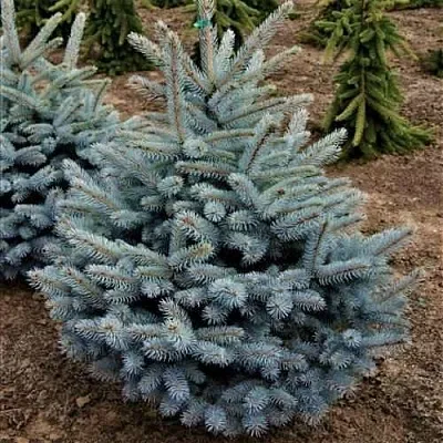 Ель МИСТИ БЛЮ голубая  Ель МИСТИ БЛЮ голубая в Королеве