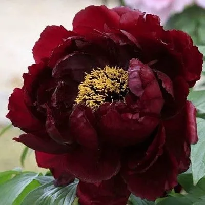 Пион ПОЛНОЧЬ древовидный в Королеве