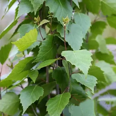 Береза ФАСТИГИАТА повислая   Береза ФАСТИГИАТА повислая  в Королеве