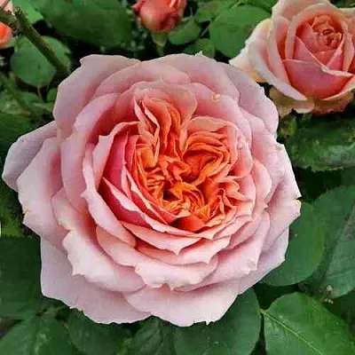 Саженцы роз ПОЛЬ БОКЮЗ шраб  Саженцы роз ПОЛЬ БОКЮЗ шраб в Королеве