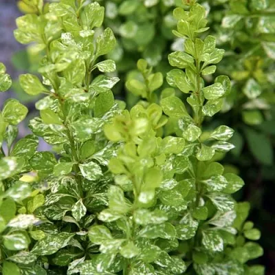 Барбарис ПАУ ВАУ тунберга  Барбарис ПАУ ВАУ тунберга в Королеве