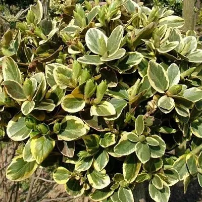 Бересклет КАНАДЕЙЛ ГОЛД   Бересклет КАНАДЕЙЛ ГОЛД  в Королеве