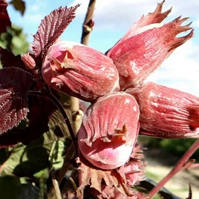 Фундук АЛЫЙ ПАРУС в Королеве